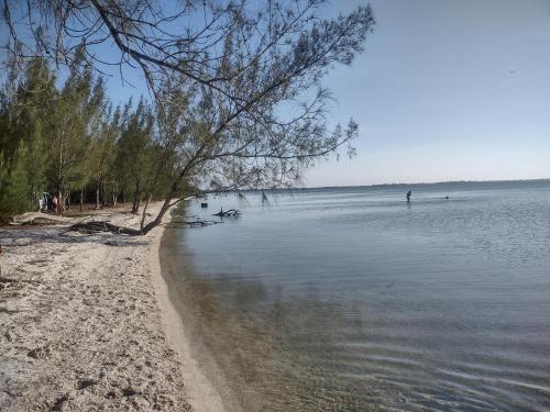 une plage avec un arbre et une masse d'eau dans l'établissement Dunas 3 quartos, à Cabo Frio