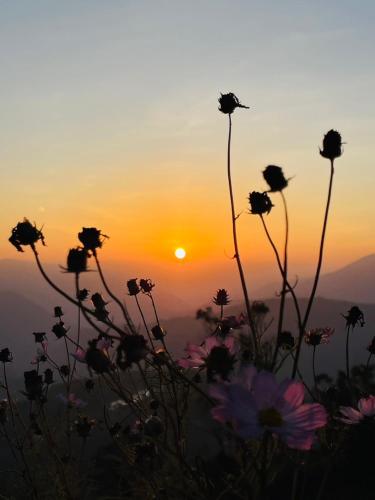 a field of flowers with the sunset in the background at Junyi Landscape Villa in Renai