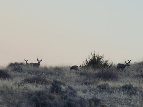 a group of deer in a field in the fog at Buffalo Jump Guest House in Three Forks