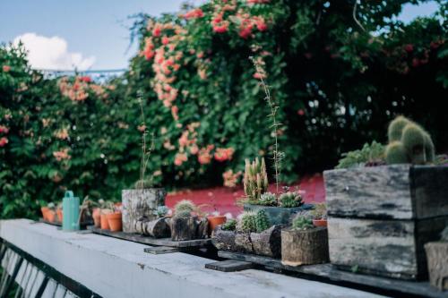 a group of cacti and plants on a ledge at TỊNH Retreat Phu Quoc in Phu Quoc