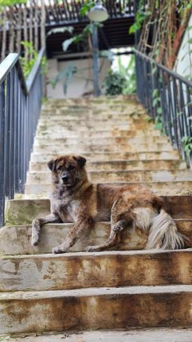 a dog laying on the steps of a building at TỊNH Retreat Phu Quoc in Phu Quoc