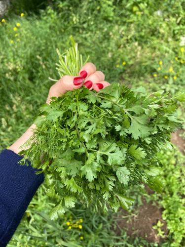 a person holding a bunch of green plants at Yeghevni Guest House in Odzun in Odzun