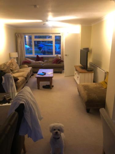 ein Wohnzimmer mit einem Hund in der Mitte des Zimmers in der Unterkunft The Close in ripley in Ripley