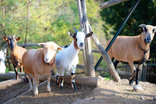 Animales en la casa o chalet o alrededores