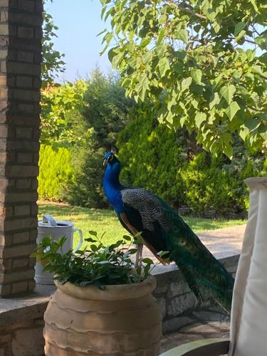 a peacock standing on top of a plant at Lavender farm house in Nafpaktos