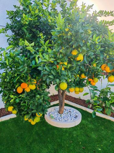 a small orange tree with lots of oranges on it at Casa Rural Teralba 2 in La Calzada de Oropesa