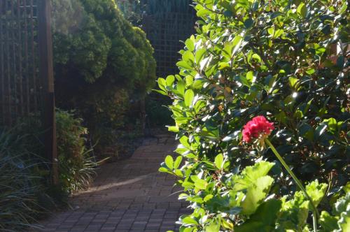 a red flower on a bush with a brick walkway at Bloom in Bloemfontein