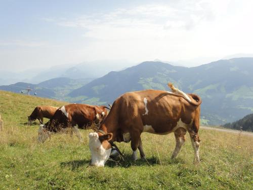 a group of cows grazing in a field of grass at Berggasthof Schatzbergalm in Thierbach