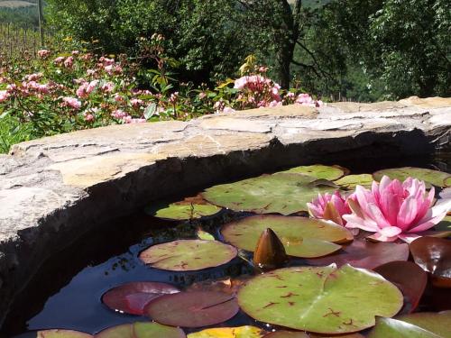 a pond with water lilies in a garden at Fattoria Poggerino in Radda in Chianti
