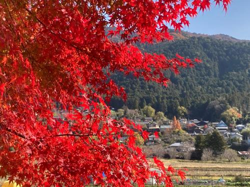 a red tree with a mountain in the background at Ryoso Chatani in Kyoto