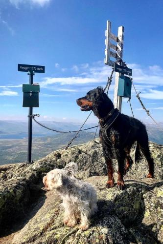 a dog standing on top of a mountain at Hyggelig leilighet i sentrum in Hemsedal