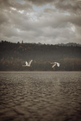 two white birds flying over a body of water at Czorsztyn Glamp in Maniowy