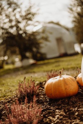 two pumpkins sitting on the ground in a yard at Czorsztyn Glamp in Maniowy