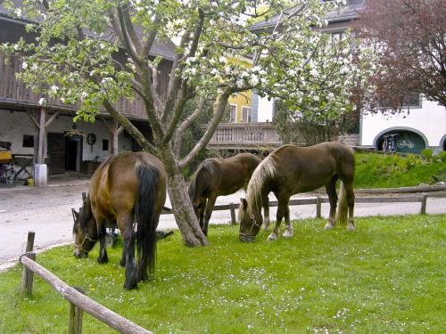 three horses grazing in the grass next to a tree at Gasthof Tell in Paternion
