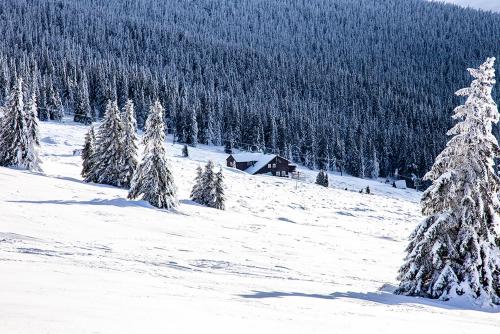 a snow covered slope with trees and a cabin in the background at Horská bouda KUPROVKA in Strážné