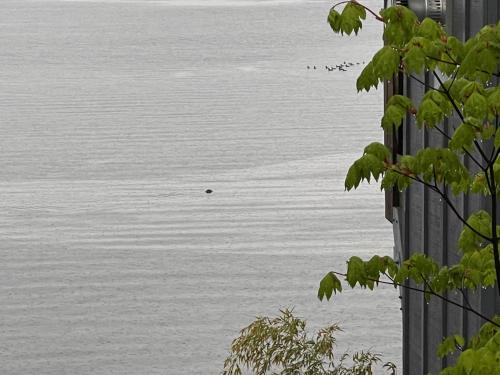 a view of a body of water from a building at BOATYARRD Inn # 9 in Langley