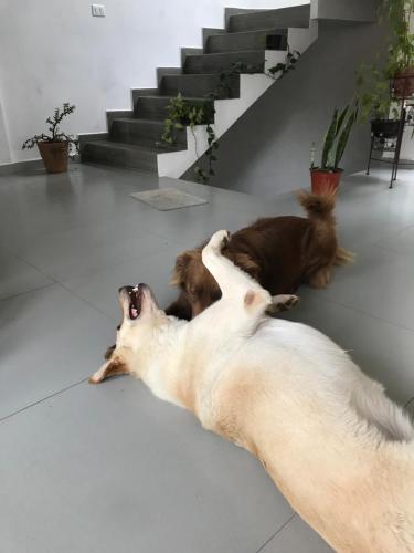 two dogs playing with each other on the floor at familia fitness in San Roque
