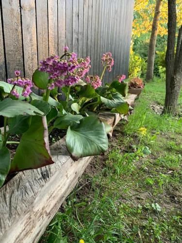 a row of flowers on a wooden fence at Small cozy 3-room house with terrace & large garden in Ilmandu