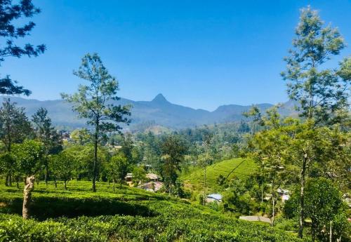 a view of a tea plantation in the hills at River Side Guest house in Maskeliya