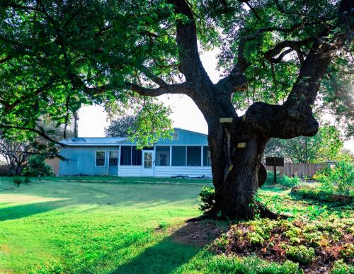 a tree in a yard in front of a house at Hadley's House - A Country 3 Bdrm with Screened-In Porch in New Braunfels