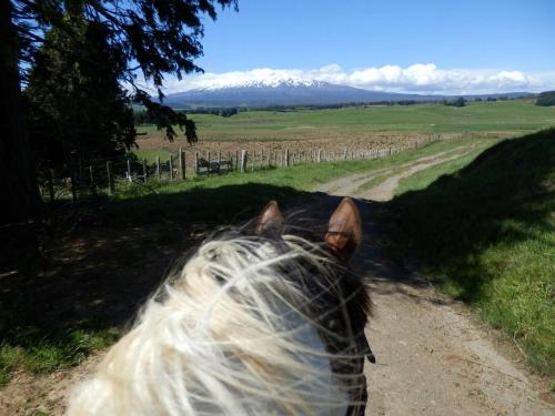 a horse is walking down a dirt road at Ruapehu Mountain Motel & Lodge in Ohakune