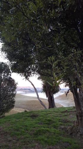 two trees on the side of a beach at Ruapehu Mountain Motel & Lodge in Ohakune