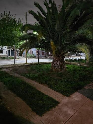 a palm tree in a park next to a sidewalk at Mono ambiente a estrenar in Las Heras