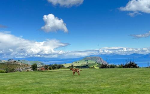 un cheval debout dans un champ d'herbe avec des montagnes dans l'établissement Hilltop Whakaipo Estate, à Taupo