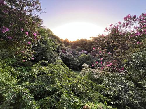 a garden of flowers and trees with a river at Woolrich Historic Garden Accommodation in Olinda