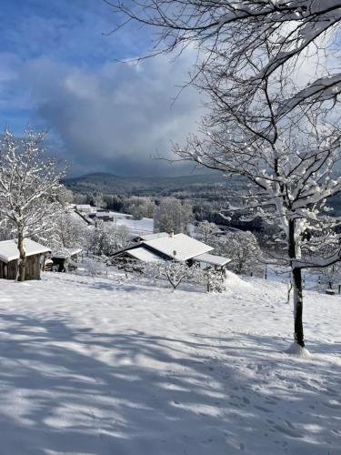 a snow covered yard with a house and a tree at Refuge au coeur des Vosges in Aumontzey