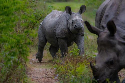 a rhino walking down a dirt path in a field at Machan Country Villa in Chitwan