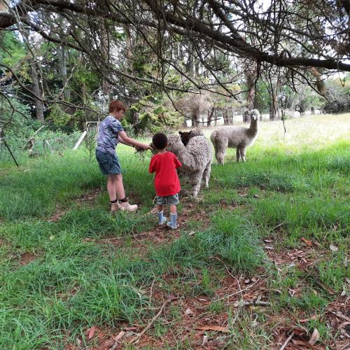 two young boys are petting two sheep in a field at Relaxing at acreage farmhouse in Burrawang