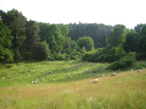 a herd of animals grazing in a grassy field at Ferienwohnung Bergschäferei in Liebenhof