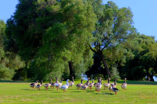 a flock of flamingos walking in a field at Hotel Hacienda Montenmedio in Vejer de la Frontera