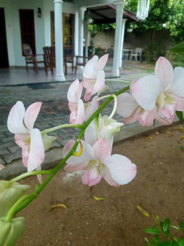 a group of pink and white flowers on a plant at Sidhangana Home Stay in Anuradhapura