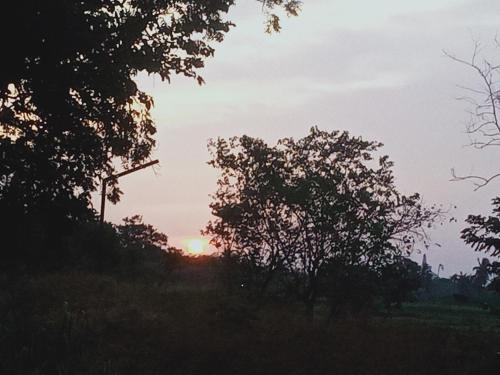 a sunset behind some trees in a field at Sidhangana Home Stay in Anuradhapura