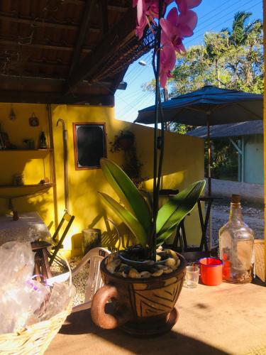 a plant in a vase sitting on a table at Rancho Caiçara in São Francisco do Sul