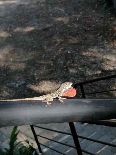 a lizard sitting on top of a rail at Garza Tigre Apartamentos in Cóbano