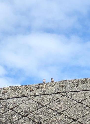 two birds sitting on top of a roof at Vasatorps Matologi in Helsingborg