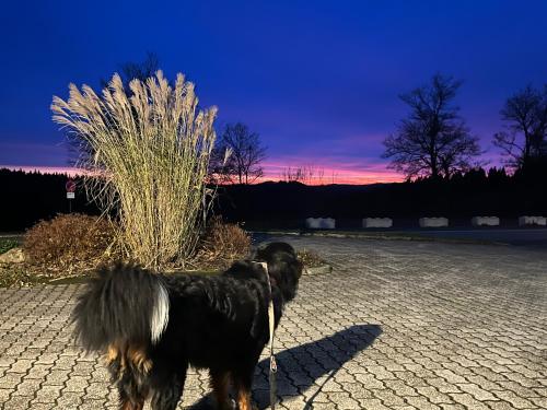 a black dog standing in front of a bush at Astrid's Pension in Winterberg