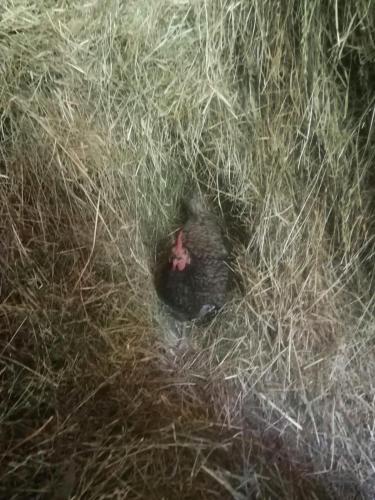 a turkey is sitting in a pile of hay at Apartment-Chalet Mödlinghof in Hopfgarten im Brixental