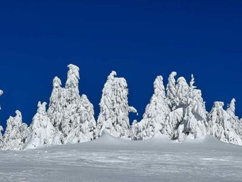 a group of trees covered in snow at Ski hotel DOBRODOLAC in Kopaonik