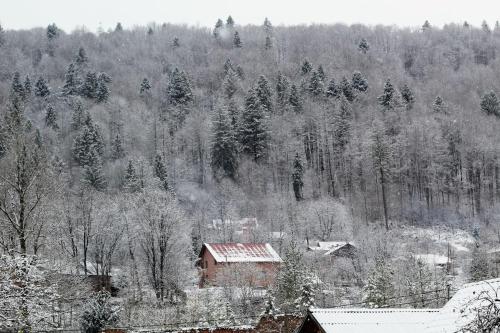 a snow covered forest with a house and trees at Садиба "Наталі" in Yaremche