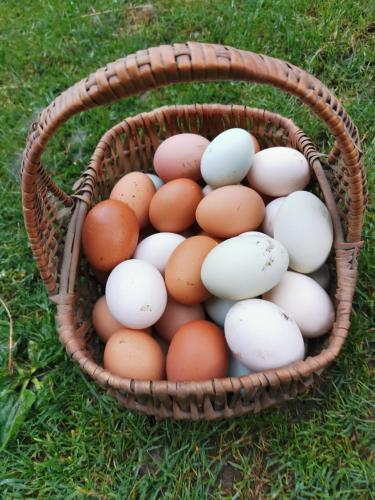 a basket full of eggs sitting on the grass at Abenteuerhof in Weißenbach