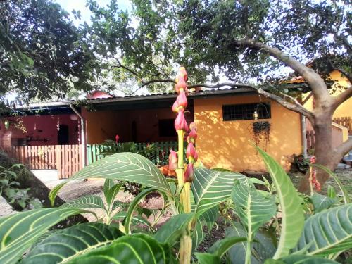 a plant with a flower in front of a house at Alegria casa 3 dorms Cond Fechado churrasqueira piscina in Boicucanga