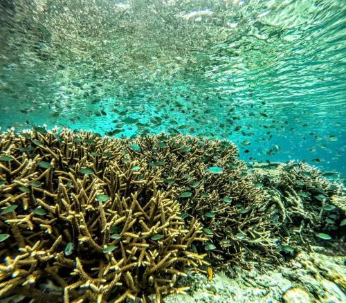 a coral reef with fish in the water at Yefkabu Homestay Raja Ampat in Waisai