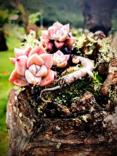a group of mushrooms on top of a tree stump at Pousada Nó de Pinho in Urubici