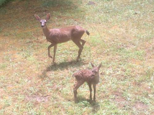 two deer standing in a field of grass at The Storybook Cottage in Mendocino