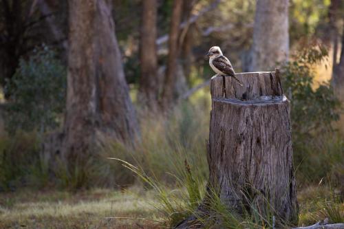 a bird sitting on top of a tree stump at Girraween Country Inn in Ballandean