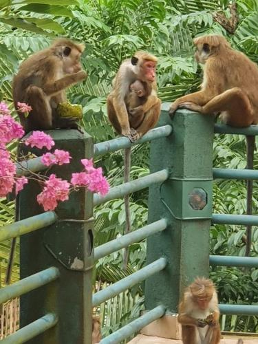 Diyadawa Forest Lodge – Photos 4